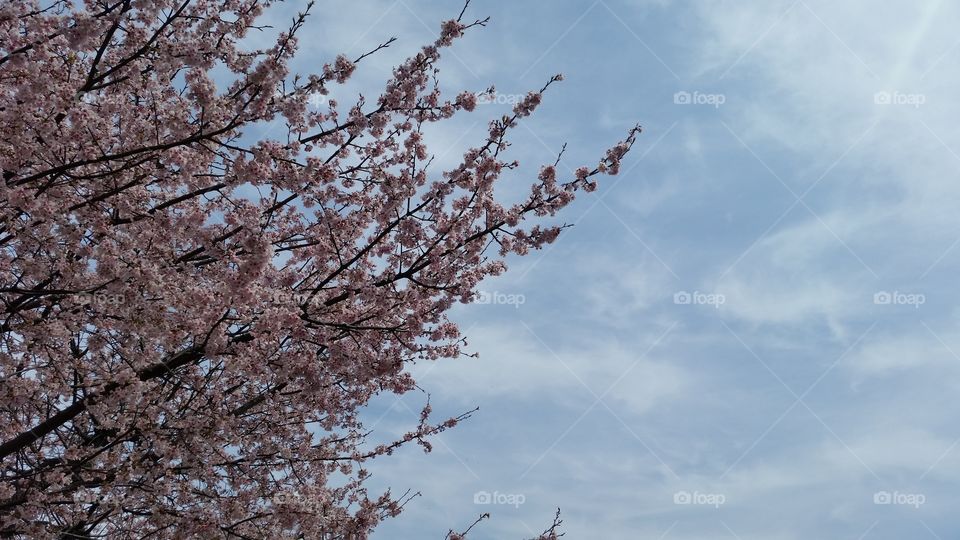 Cherry blossome