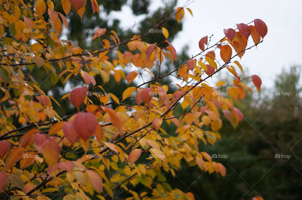 italy yellow tree leaves by lexlebeur