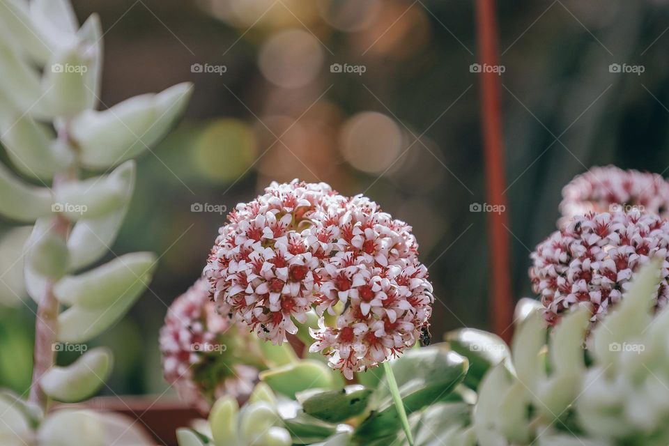 Succulent flower close up