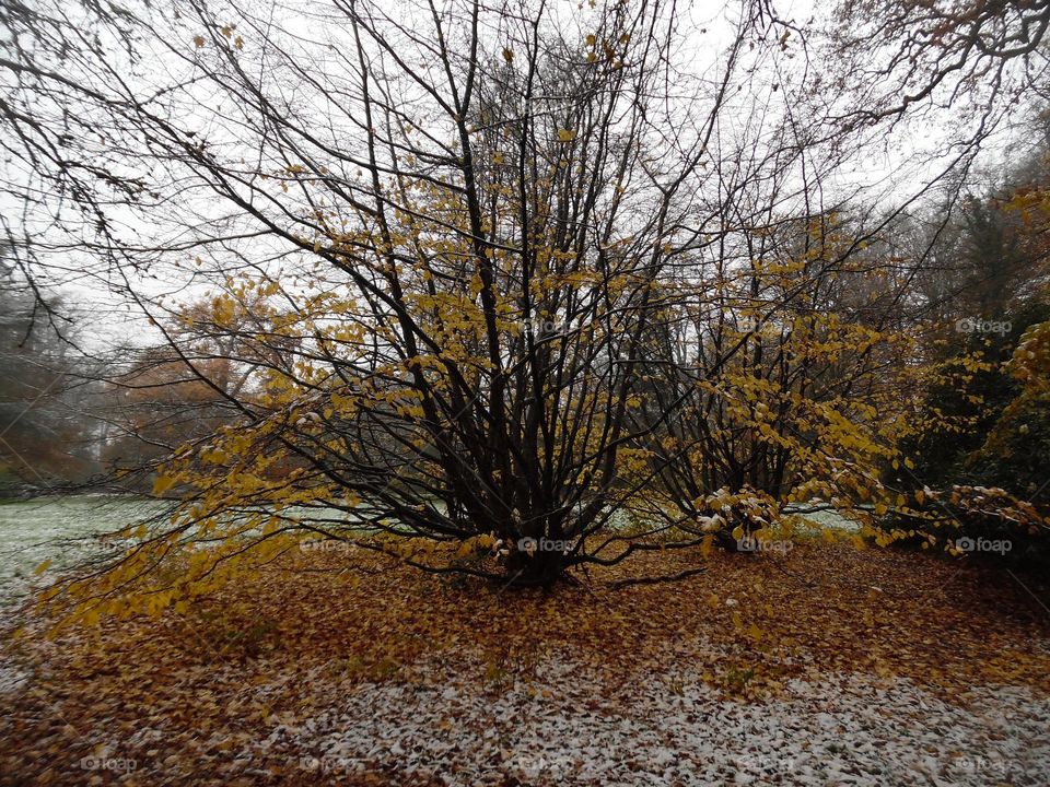 Parc de Mariemont , la Louvière