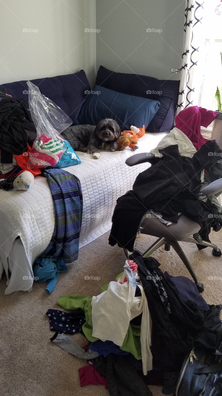 Using the Kondo Method to clean a room (with dog)