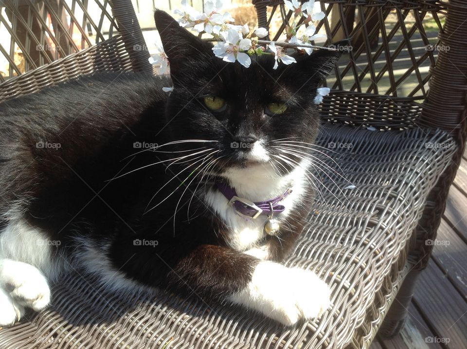 My black and white tuxedo cat enjoying the beautiful Spring day.