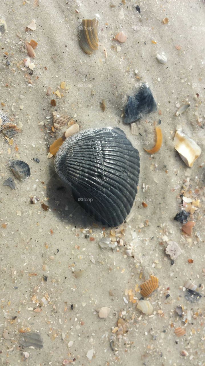 shell