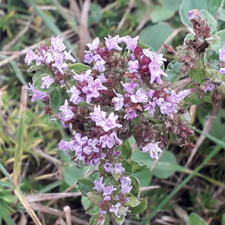 summer meadow flowers in autumn  - violet oregano