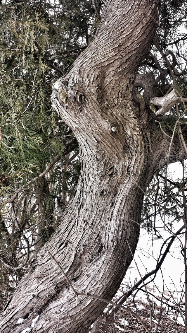 Curvaceous Tree Trunk
