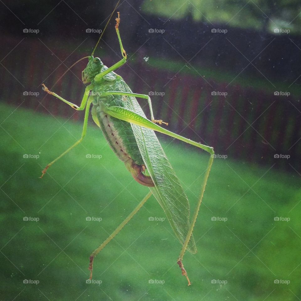 Close-up of grasshopper