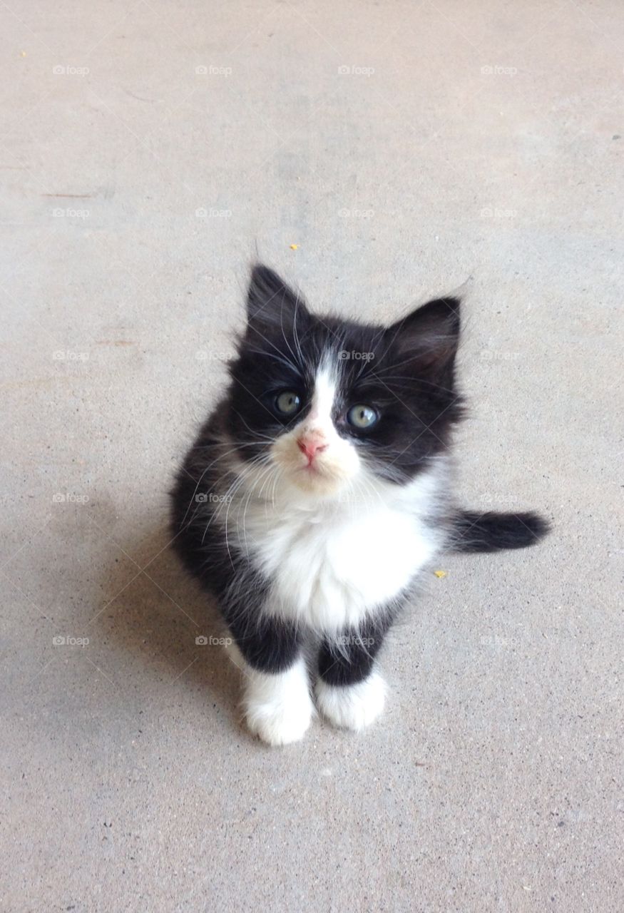 Black and white kitten 