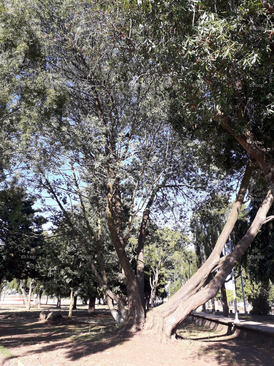 árbol