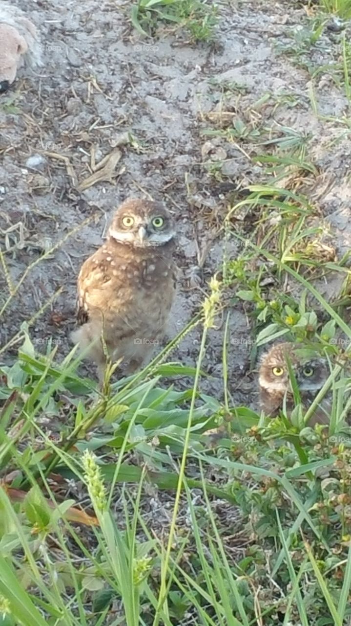 Burrowing Owls. Drove by and saw these adorable owls peeking at us
