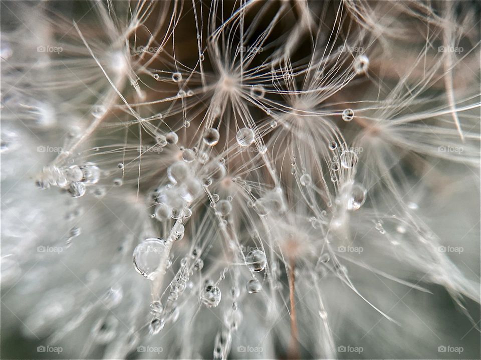 Dandelion drop