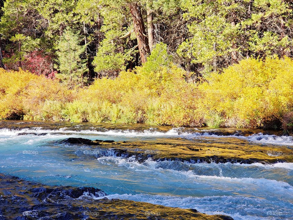 Stunning fall colors on the riverbanks of the turquoise waters of the Metolius River at Wizard Falls in Central Oregon on a sunny autumn morning.