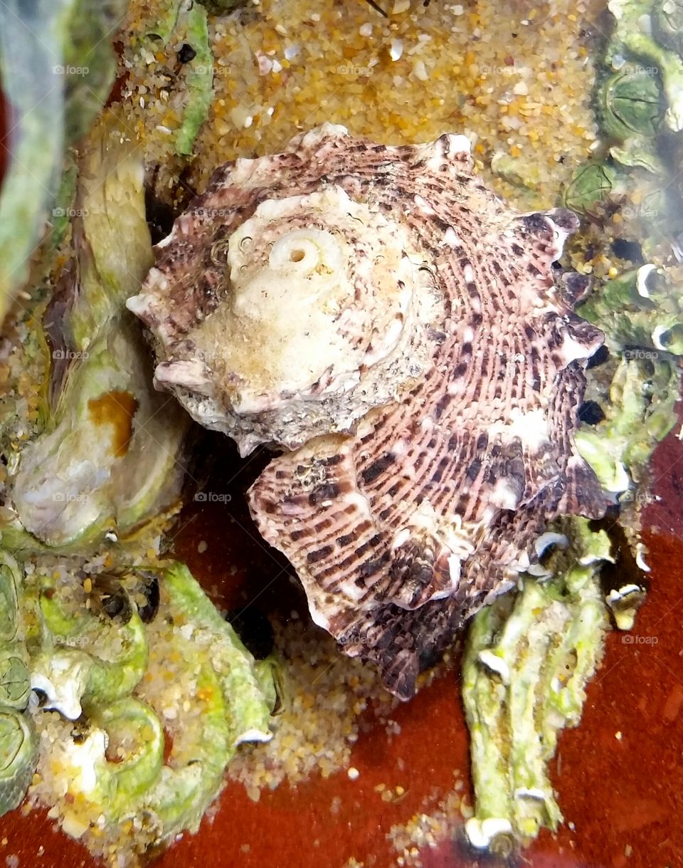 A spiral seashell in a rock pool at the beach.