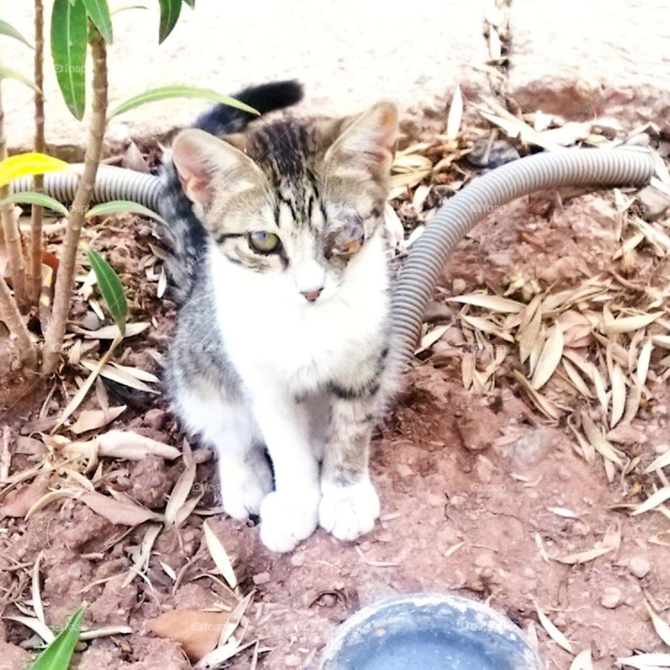 Small cat looking at camera