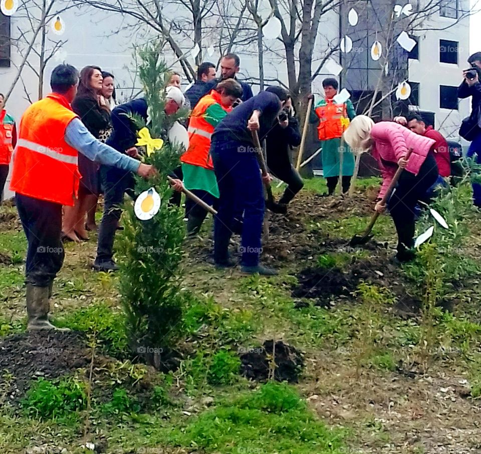 Planting Trees