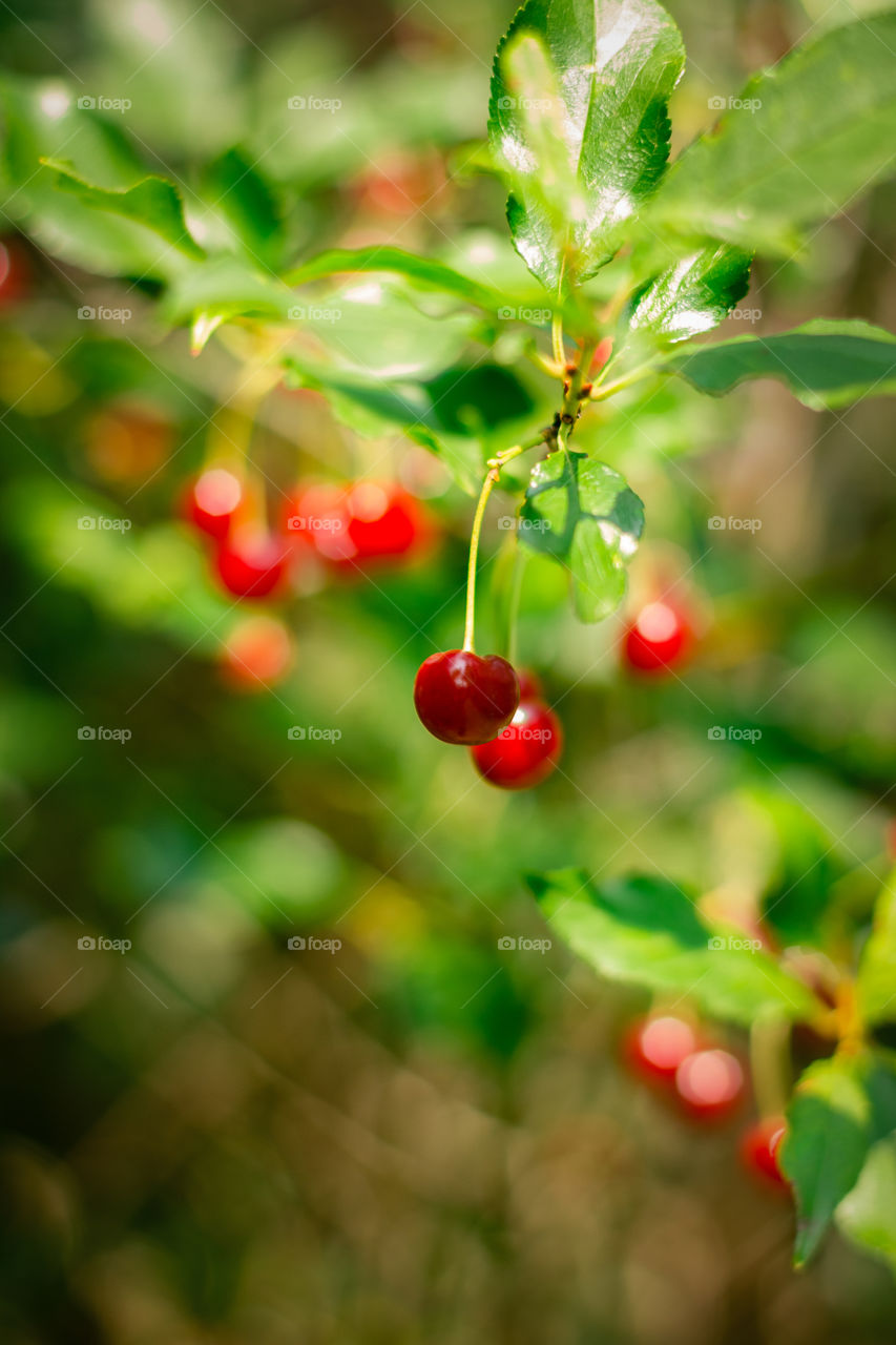 Cherries on the branch