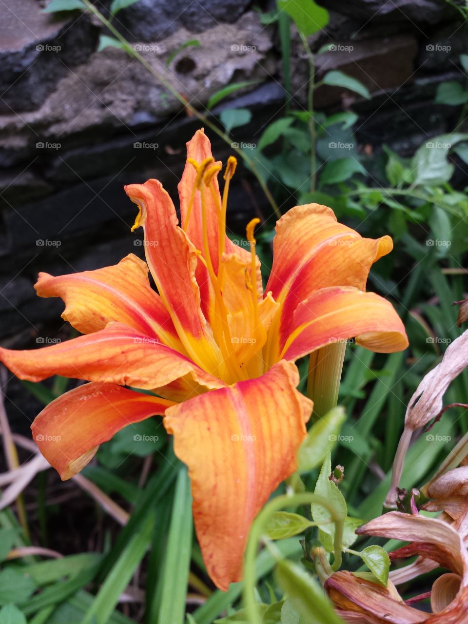 Orange lily flower blooming in plant