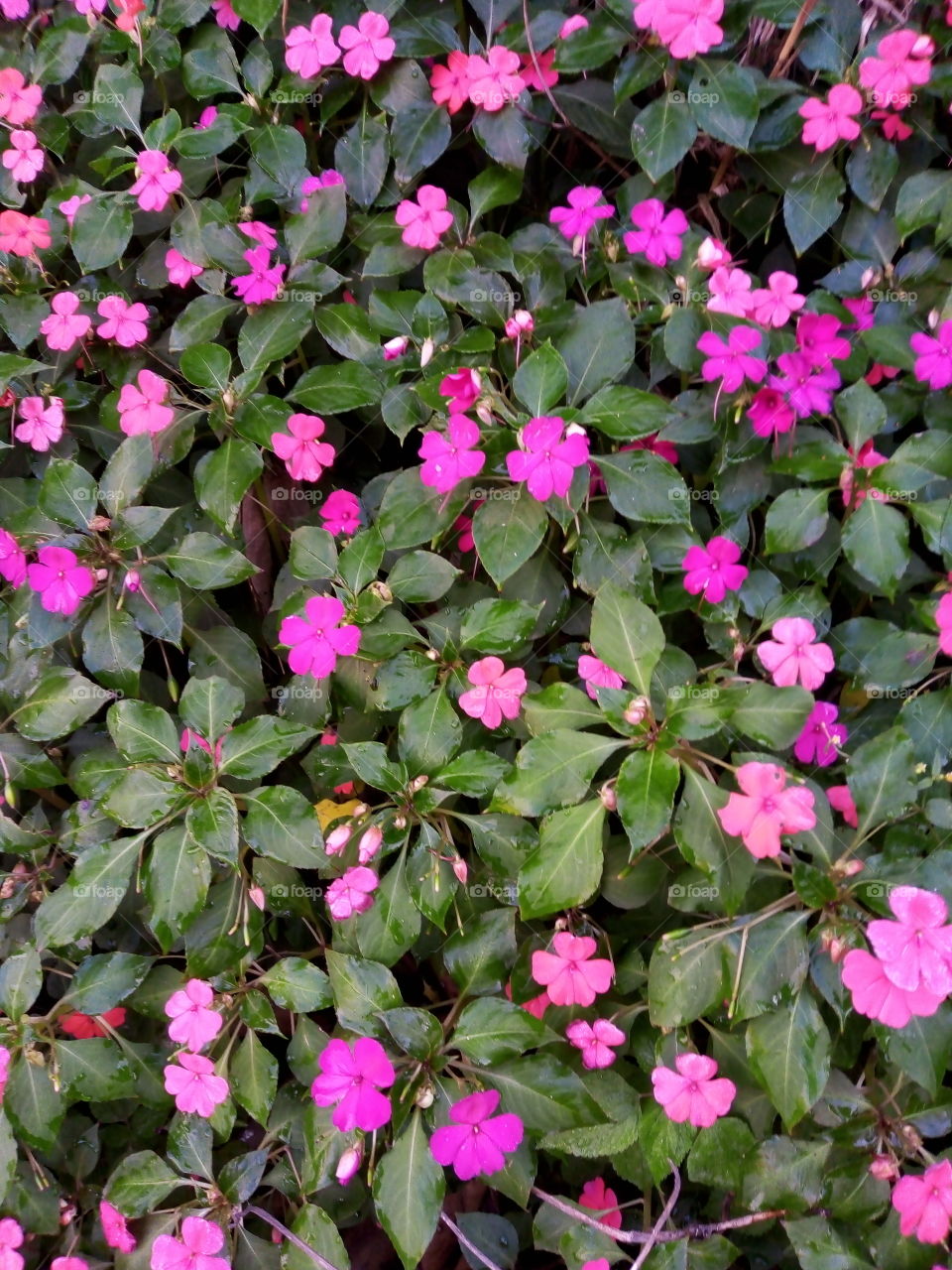 flores rosas e lilás