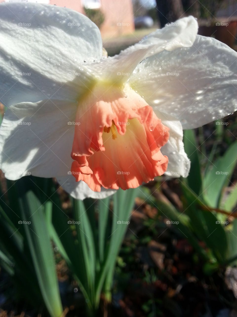 Gorgeous closeup of  peachy orange centered white daffodil. 