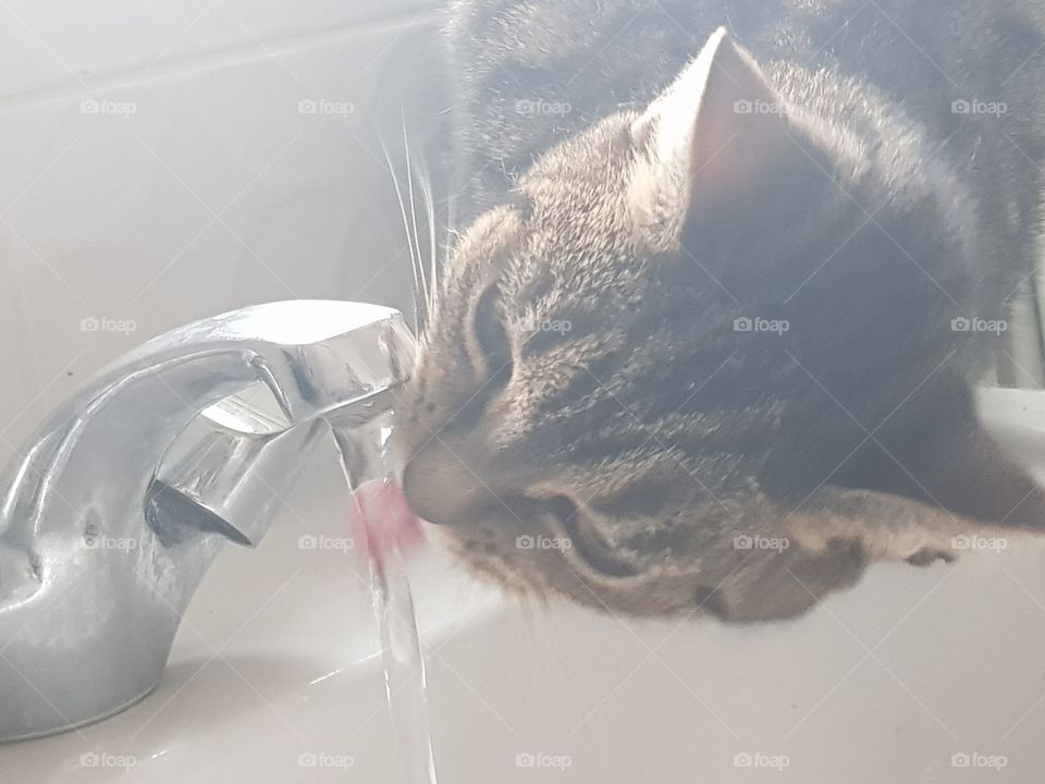 cat drinking from tap