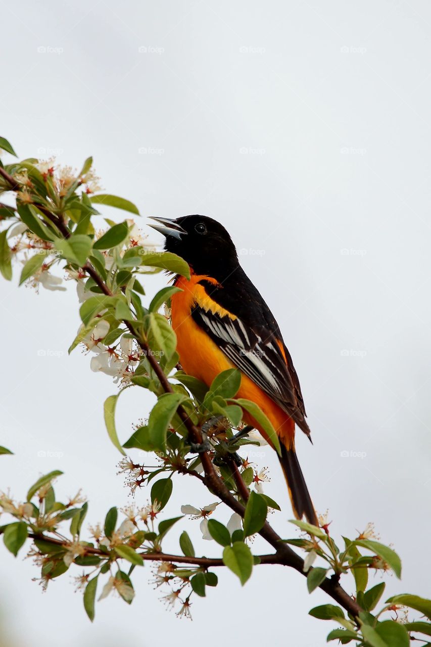 Baltimore oriole