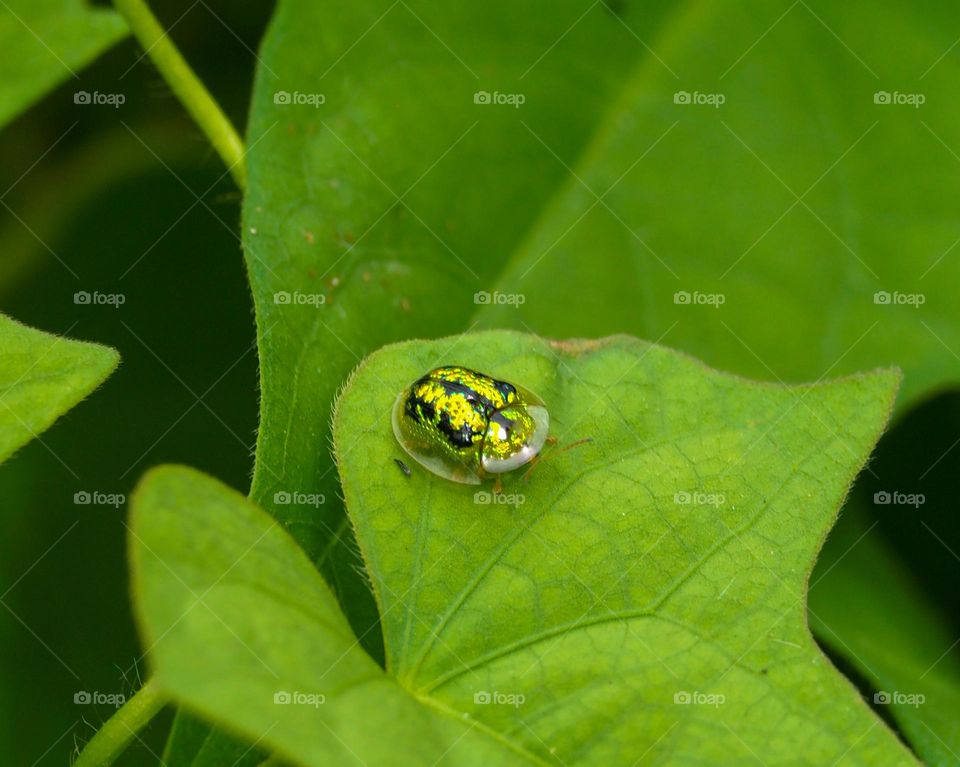 golden tortoise leaf beetles