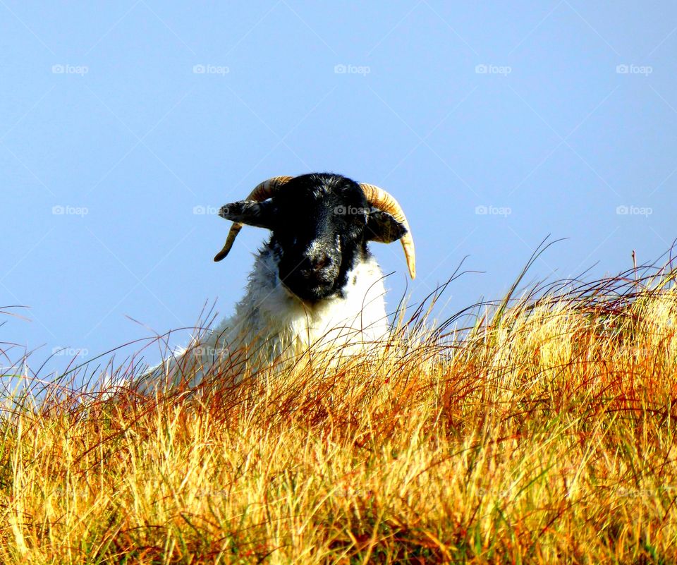 Black faced mountain sheep on a Heather hill