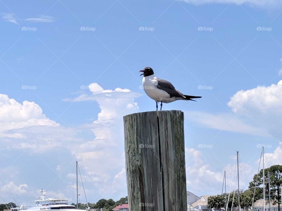 seagull on a pilling
