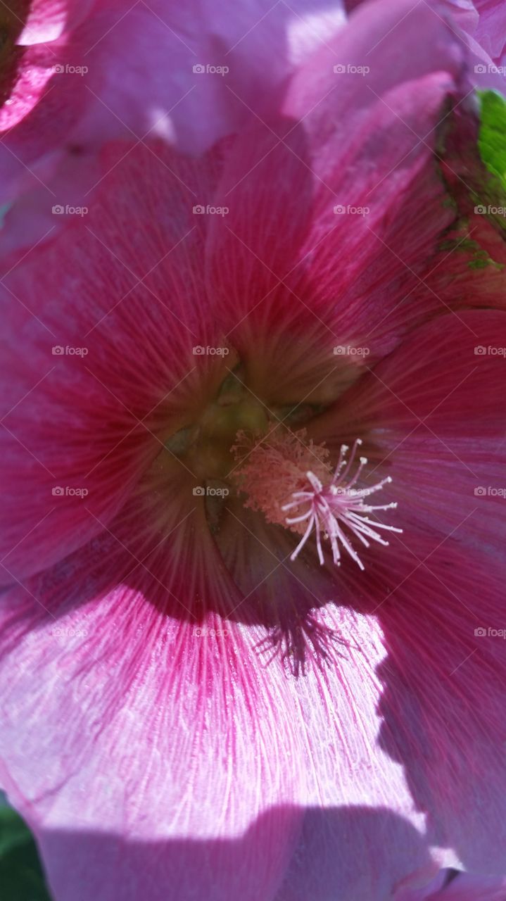 my pink Hollyhocks. they come back every year