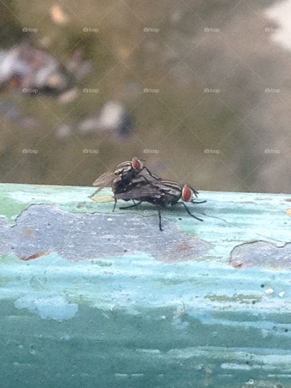 Houseflies mating