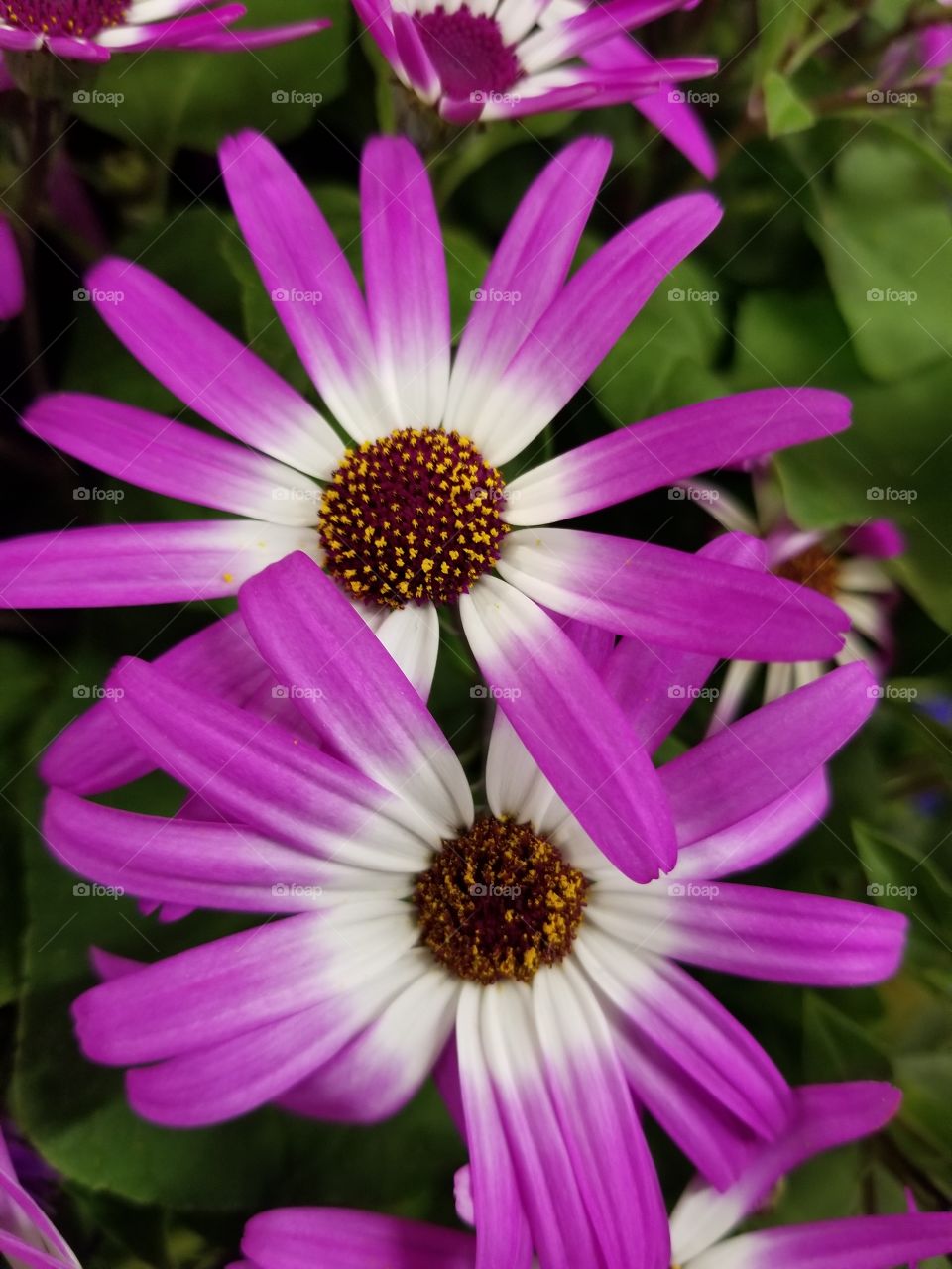 Bright, Purple Flower at Metromarket