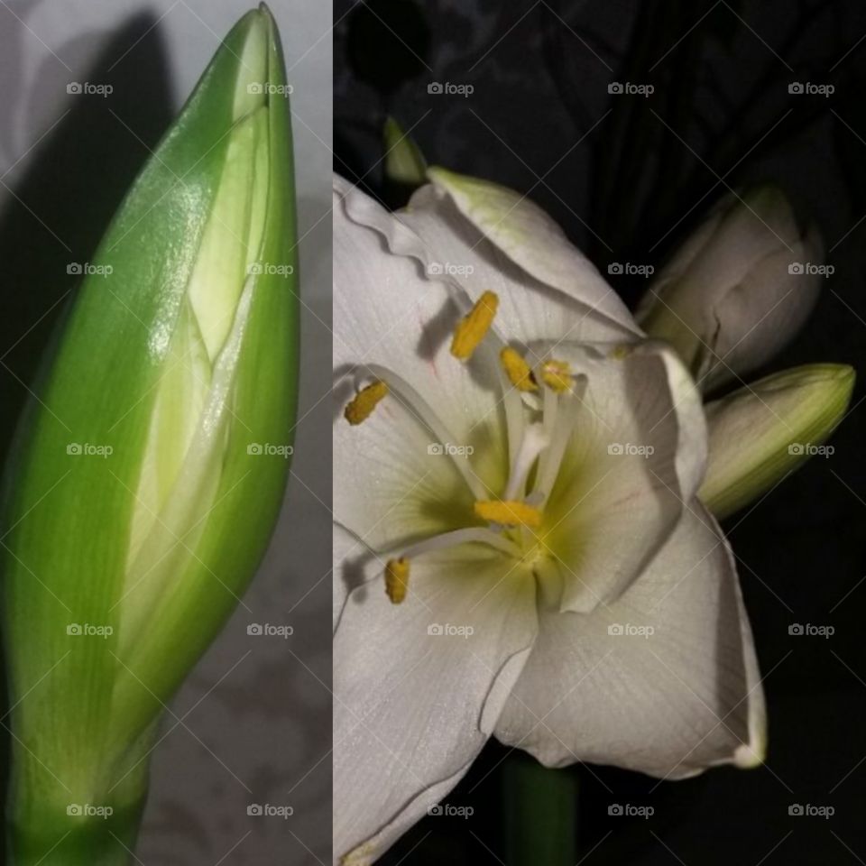 amaryllis blomning igång vackra blommor i vackra färger amaryllislök som aldrig vilar blommar åter 2 året i rad