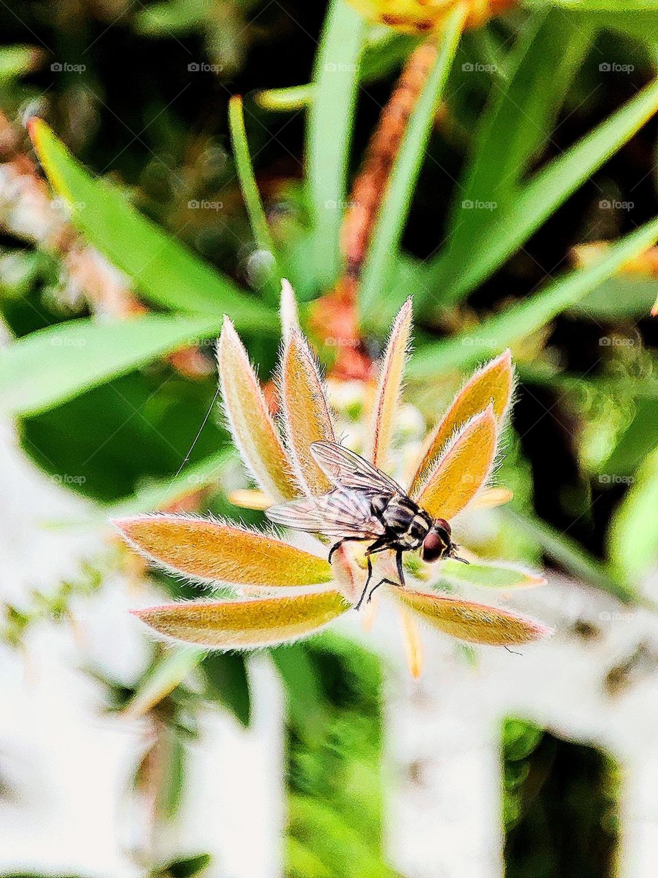 Fly on leaf