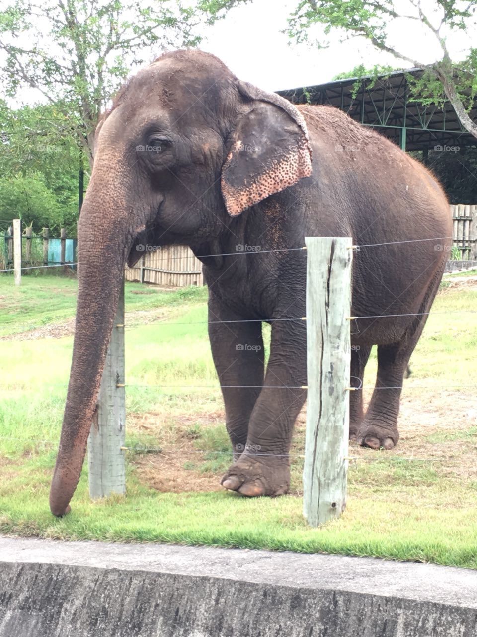 Um simpático elefante adulto em João Pessoa - PB . Brasil