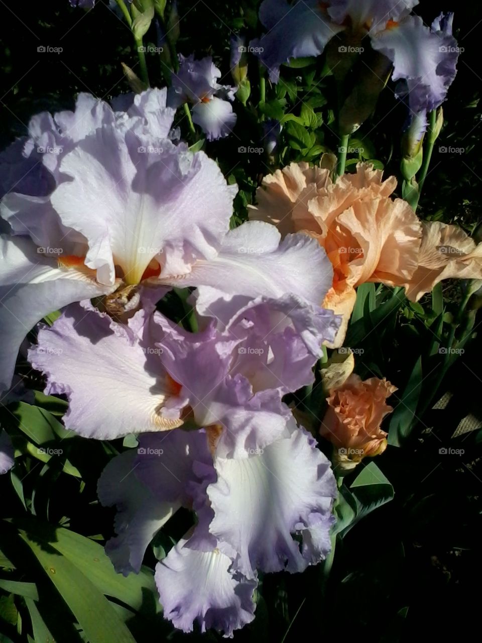 garden flowers in the sunlight
