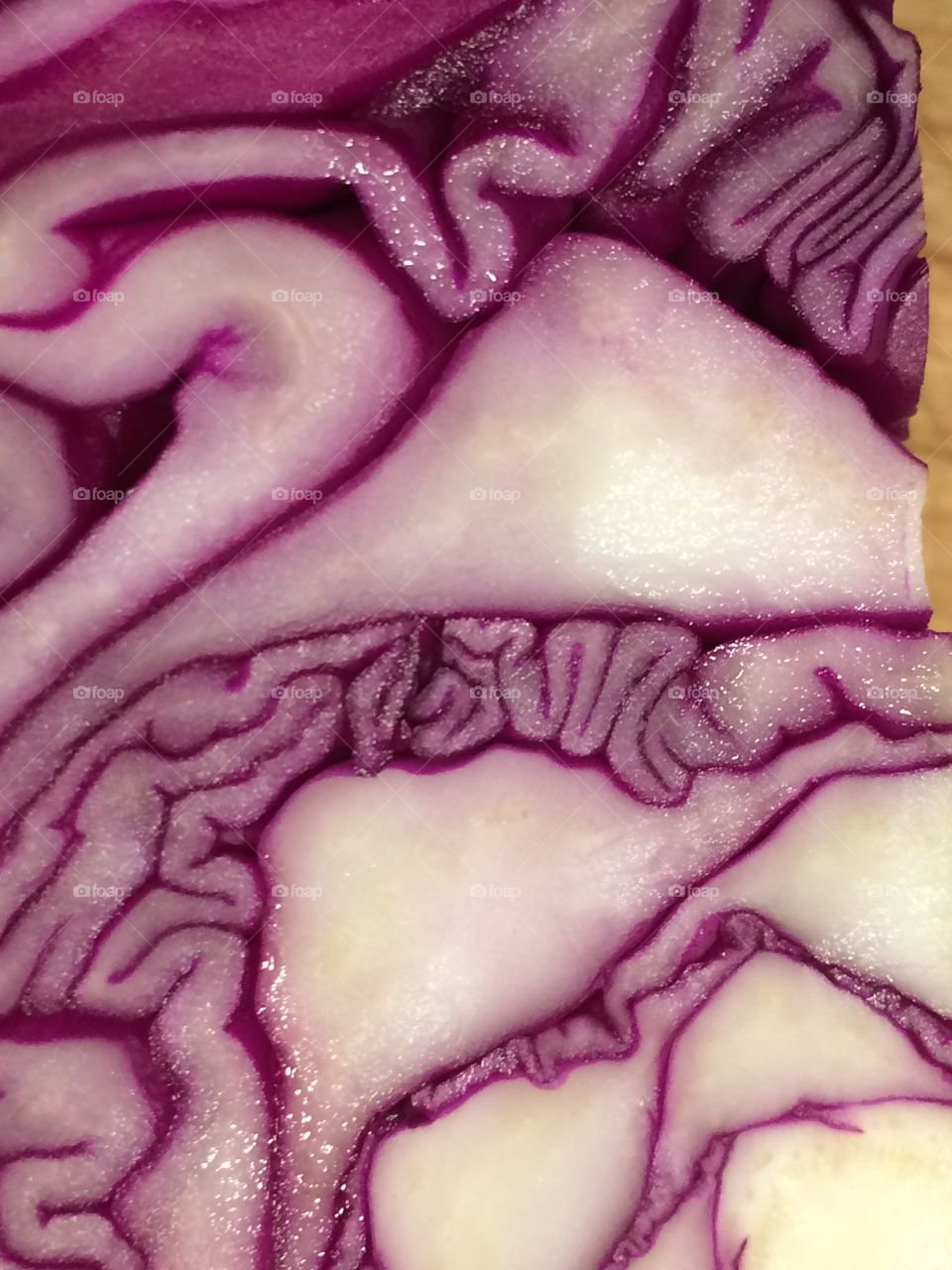 Cabbage 