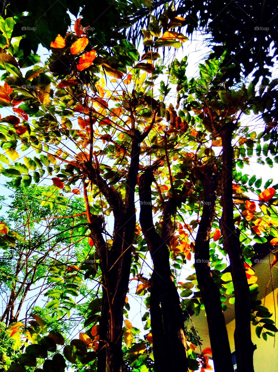 spring joys. Lots of trees and different shades make this photo look like its taken in U.S. This was taken in Bangkok, Thailand