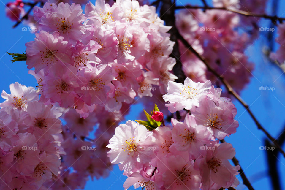 Japan. Cherryblossom