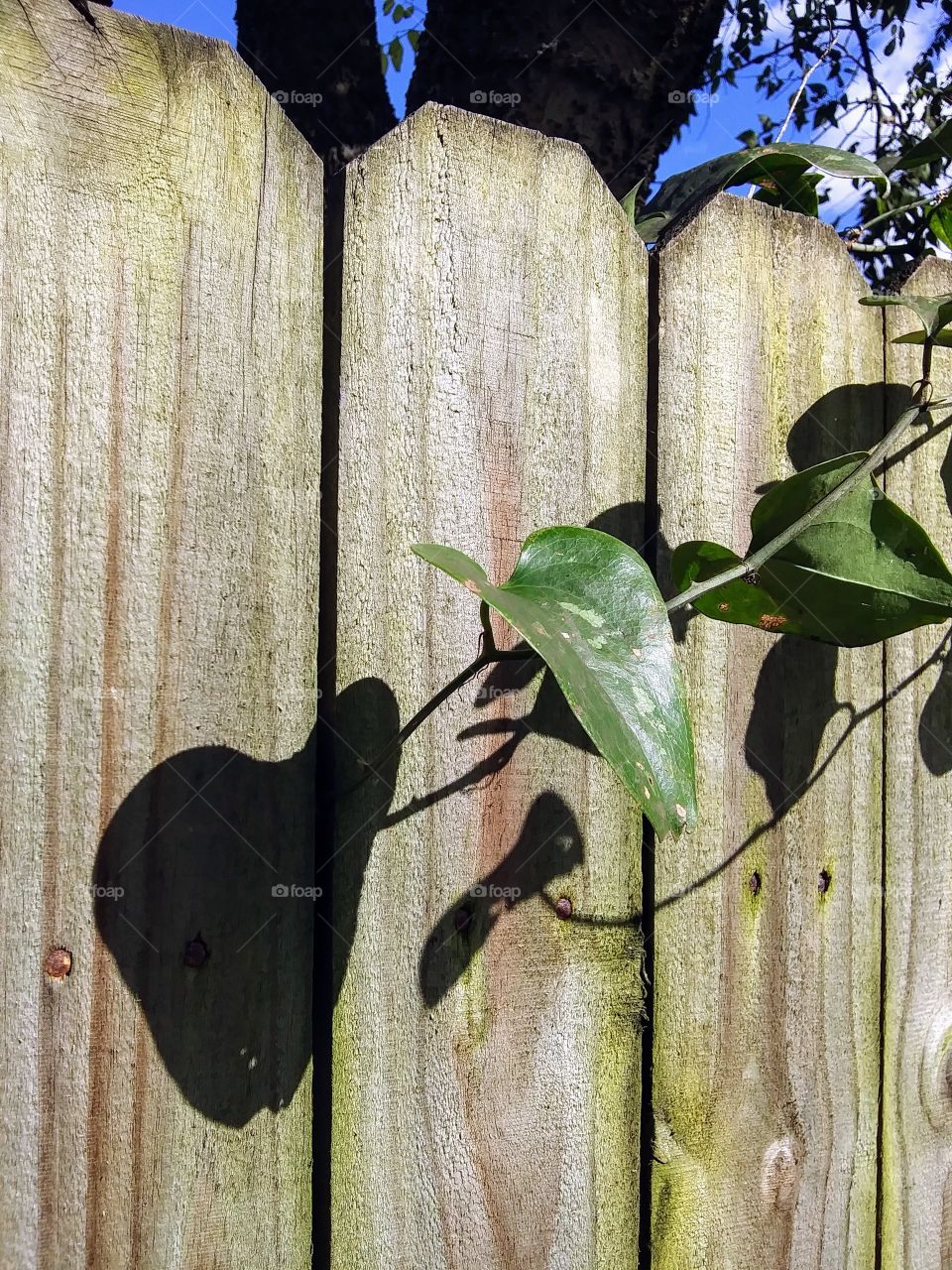 leaf and shadow