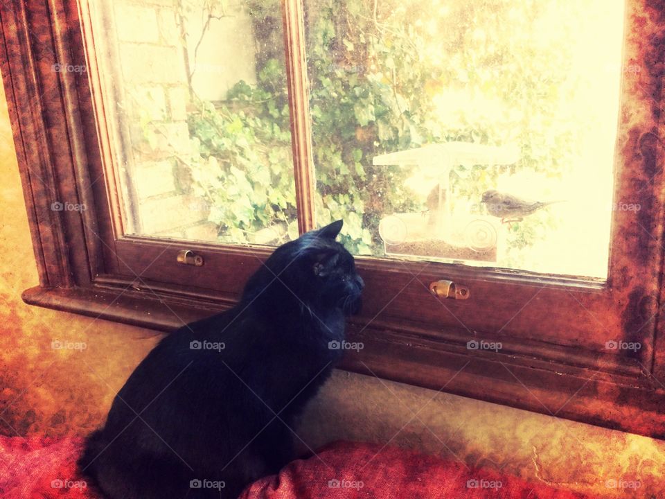 Melbourne - Cat Cafe