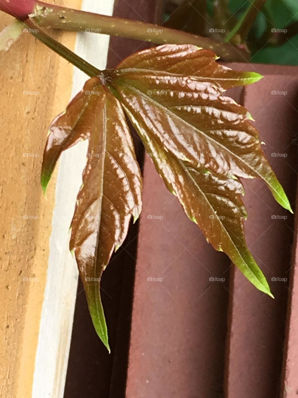 Ivy turning colors in fall on a cabin porch.