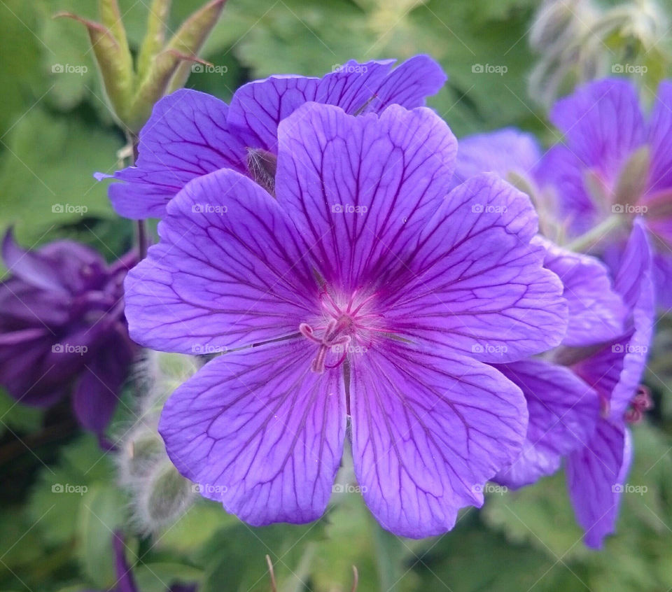 purple flower