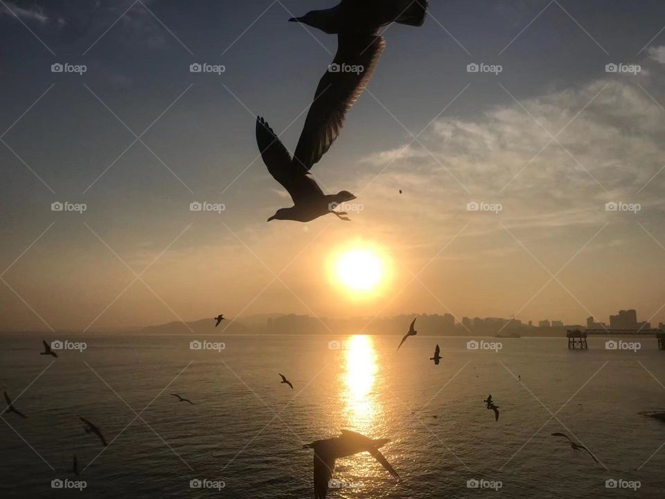 The seagulls in the sunset 