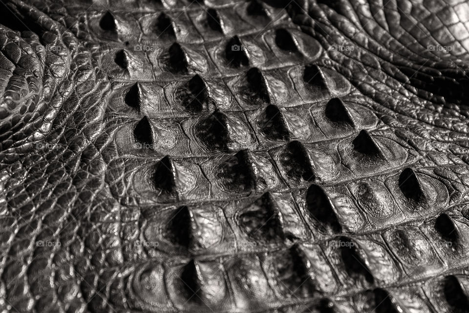 Close up of American alligator skin dyed leather 