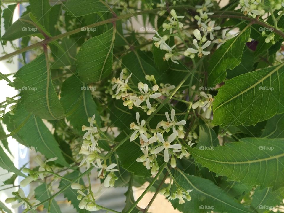 flower of Neem tree, looks very beautiful generally found everywhere fresh seasonal, after autumn