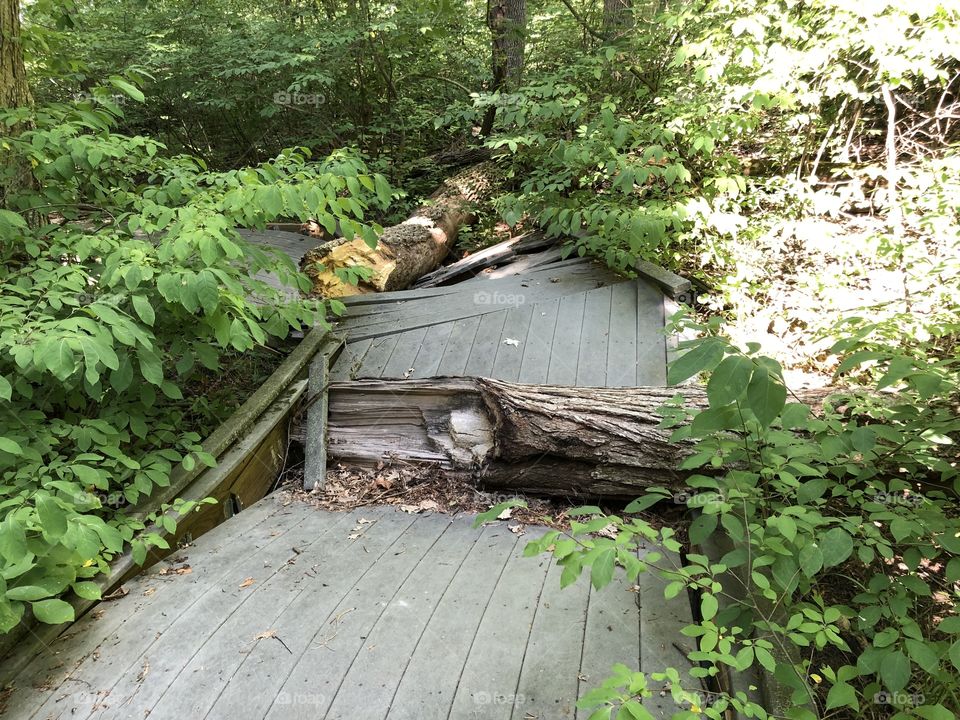 Boardwalk Smashed By Tree