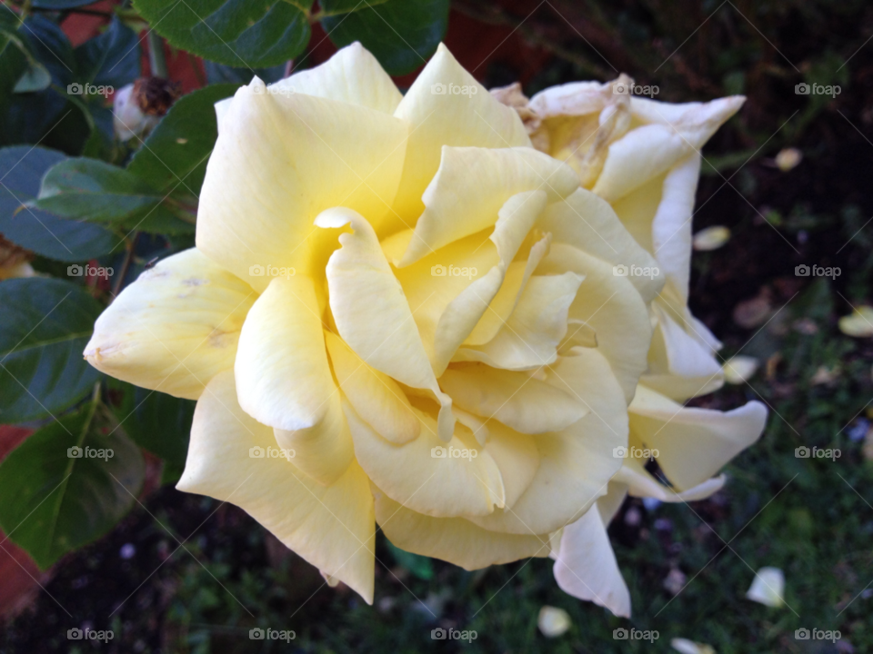 yellow rose somerset uk by jeemax2106