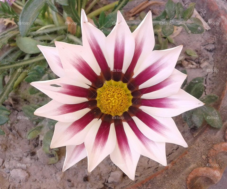 Beautiful flower with rounded yellow in the centre