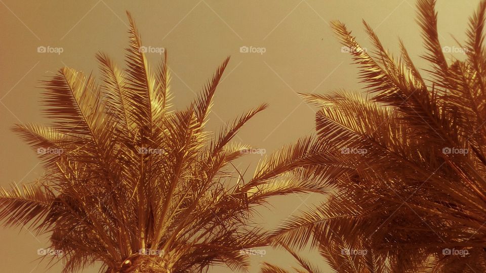 Vibrant Palms up to clear sky in beautiful
tropical sunny day#nature#tree#exotic#
vacation#relaxion#recreation#travel
