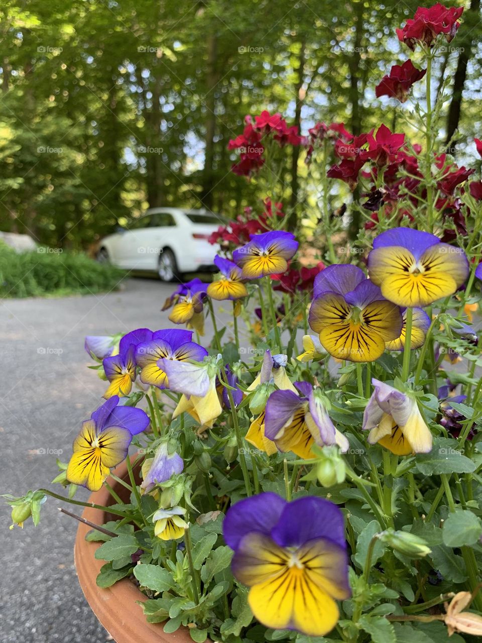 Horned pansy in the garden