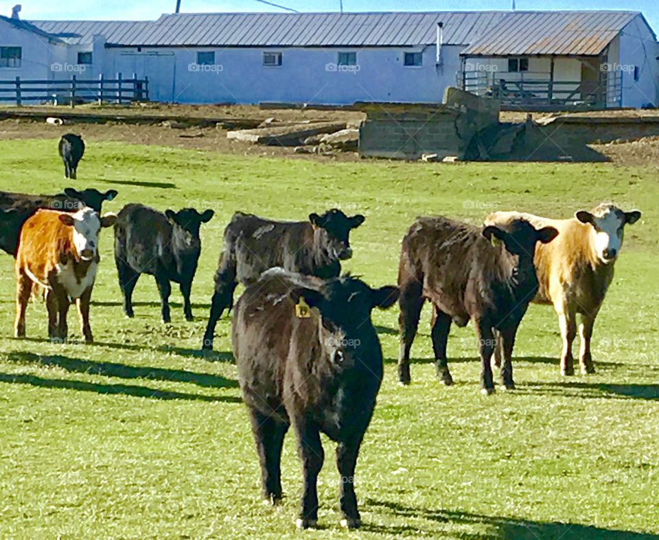 Group of Cows